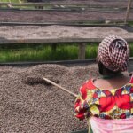 Woman raking dried coffee cherries on raised beds in Gicumbi District Rwanda