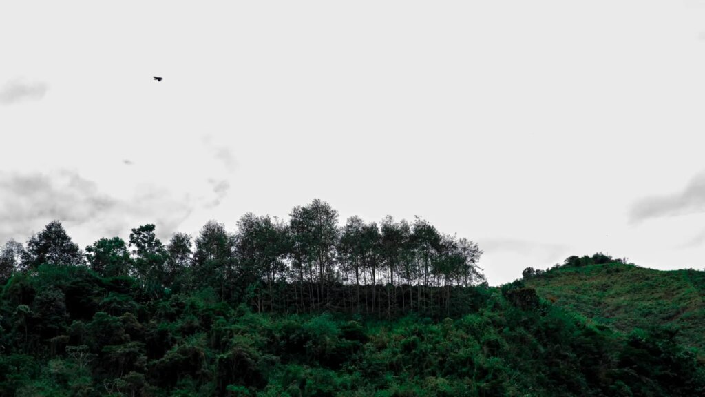 View of Finca Soledad in Ecuador