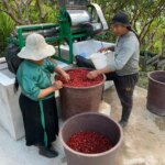 Workers putting coffee cherries through a pulping machine at Alaska del Sur in Ecuador