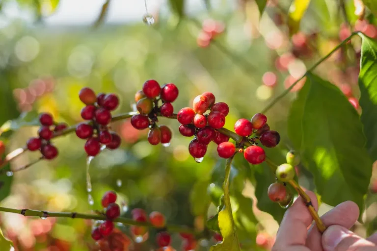 Coffee Cherries at Santuario Sul coffee farm in Brazil