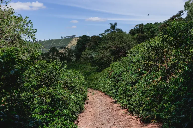 Rows of coffee trees planted on the land at Finca Santuario Sul in Brazil