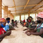 Women hand sorting coffee at Gicumbi District Rwanda