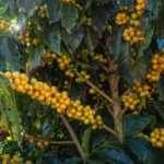 Yellow ripe coffee cherries at Santa Lucia Estate
