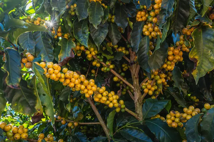 Yellow ripe coffee cherries at Santa Lucia Estate