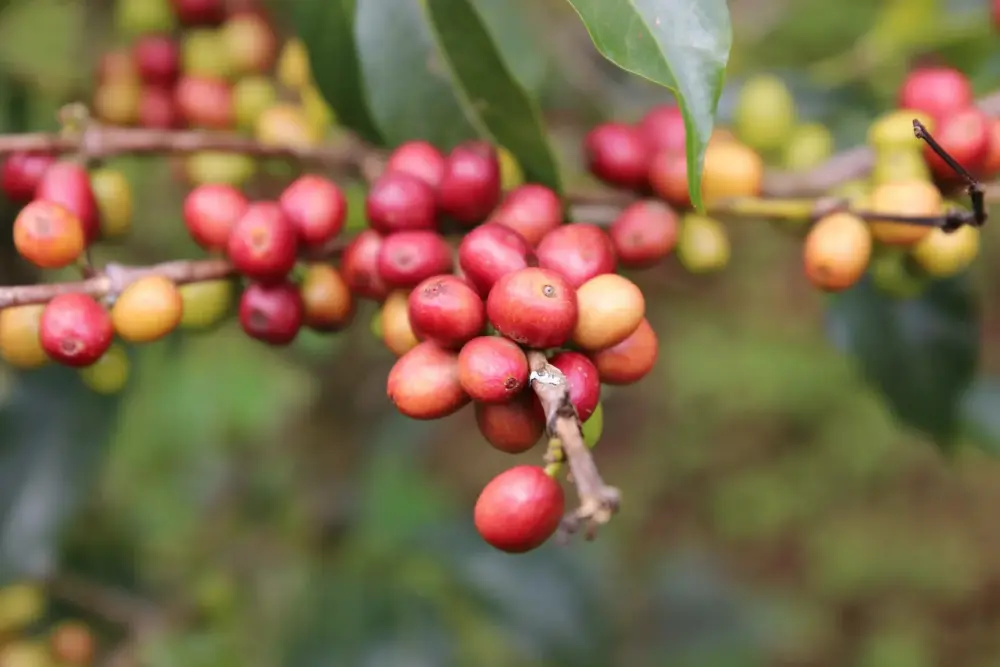 Ripe heirloom varietal coffee cherries on tree in Koke located in Yirgacheffe