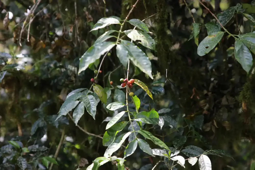 Cherries on arabica coffee tree in Hambela Guji Zone of Ethiopia