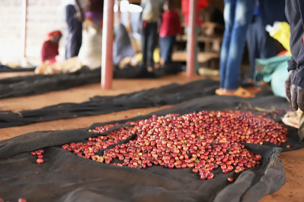 Harvested cherries awaiting processing at Thageini Washing Station in Kenya