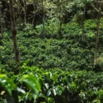 View of coffee trees growing at La Fantasia in Colombia