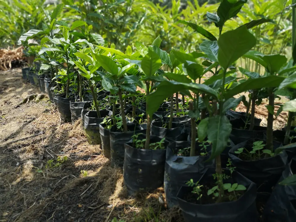 Malaysia - My Liberica - Liberica saplings growing at farm low altitude
