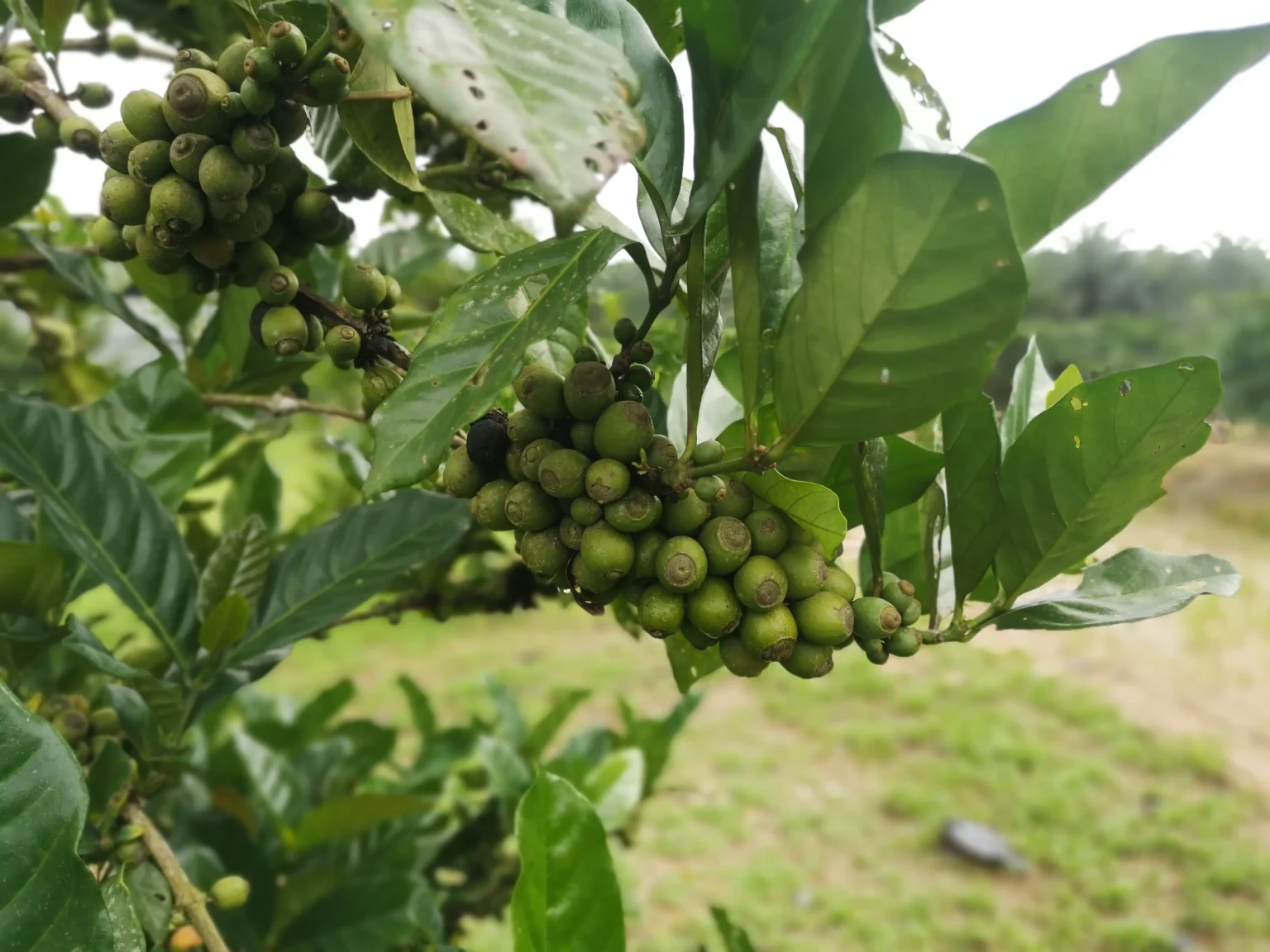 Unripe coffee cherries on liberica coffee tree in Malaysia
