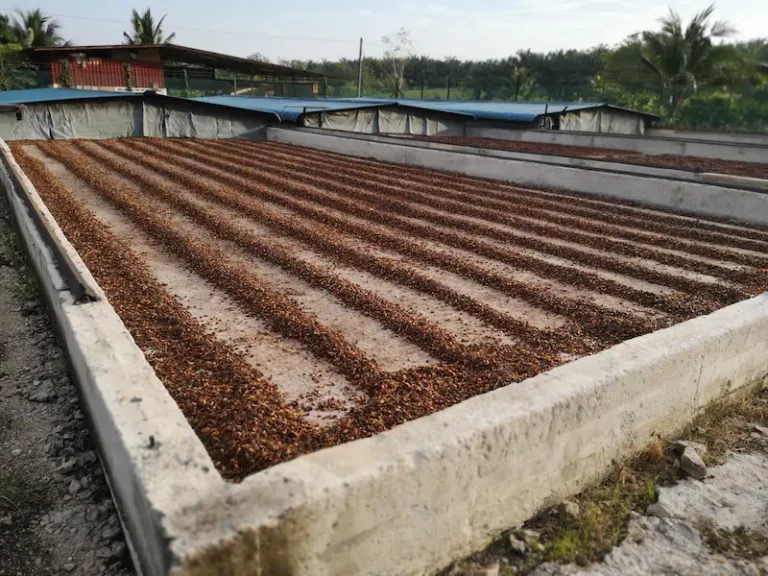 Harvested and processed coffee cherries at My Liberica drying under sun