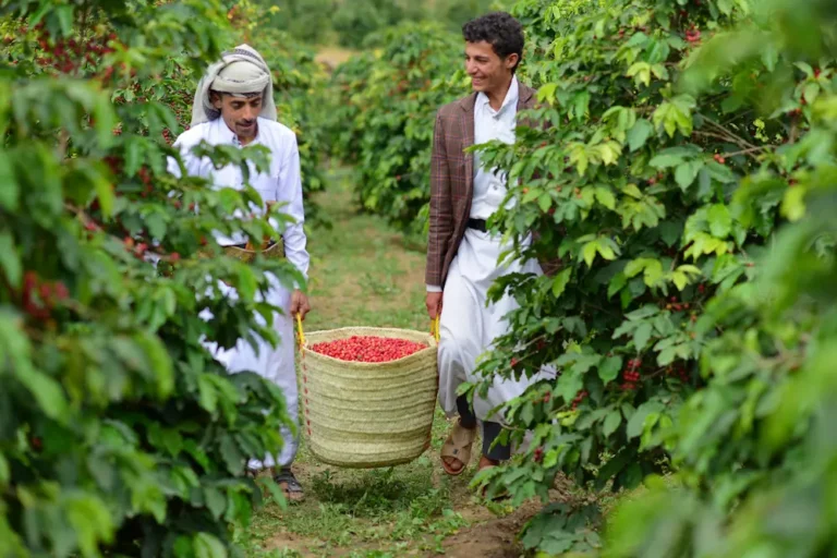 Producers carrying basket of harvested coffee cherries at coffee farm in Yemen