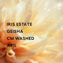 Aril - CM Washed
