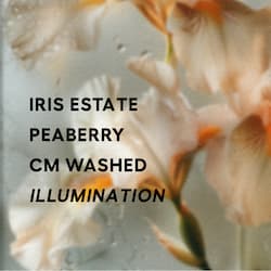 Illumination - CM Washed (peaberry)