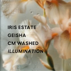 Illumination - CM Washed
