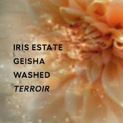 Terroir - Washed
