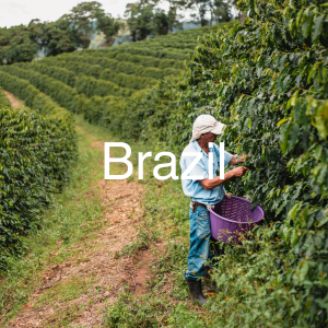 Brazil specialty green coffee