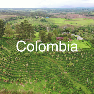 Colombia specialty green coffee