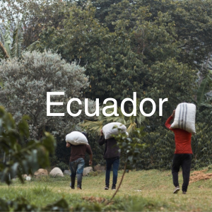 Ecuador specialty green coffee