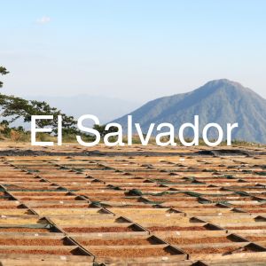 El Salvador specialty green coffee