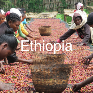 Ethiopia specialty green coffee