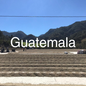 Guatemala specialty green coffee