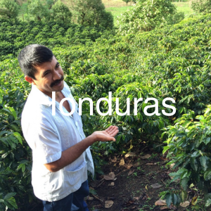 Honduras specialty green coffee