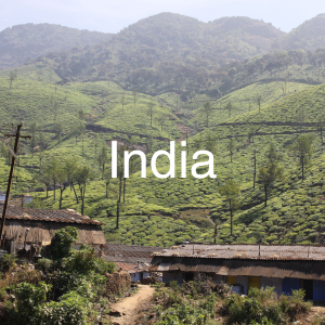 India specialty green coffee