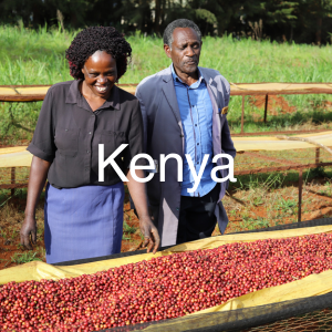 Kenya specialty green coffee