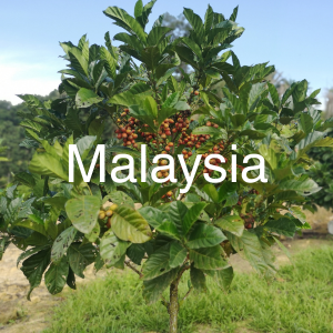 Malaysia specialty green coffee