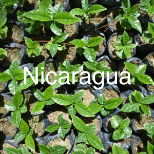 Nicaragua specialty green coffee
