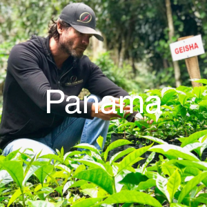 Panama specialty green coffee