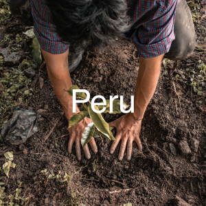 Peru specialty green coffee