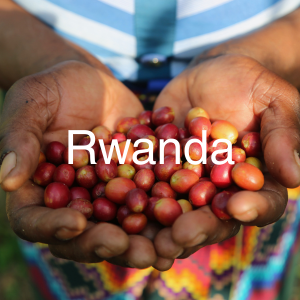 Rwanda specialty green coffee