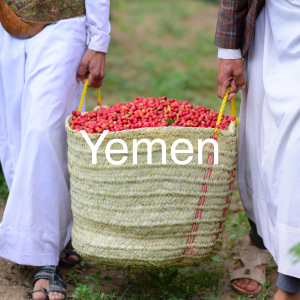 Yemen specialty green coffee